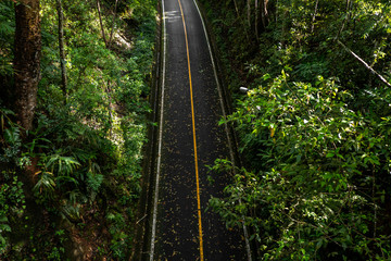 Obraz premium The top view of asphalt road with the yellow continue line after raining with the leaves on the ground in the park. 
