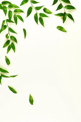 frame border made of green branches herbs, leaves,  plants on white background top view. copy space. flat lay