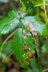 leaves in winter rotten and colored