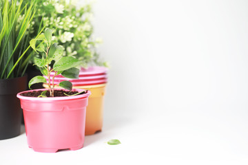 Potted plant in a transplant and care