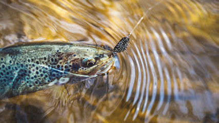 Beautiful trout caught on a hook.