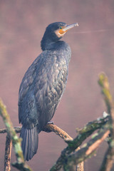 Cormorant portrait like painting