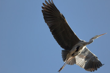 Grey heron flying in the sky