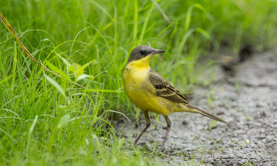  Eastern Yellow Wagtail (Motacilla flava) on green grass