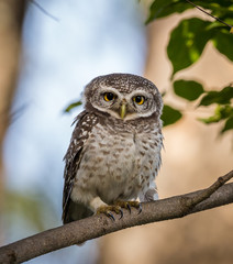 Spotted owlet  ( Athene brama ) On the branches of trees.