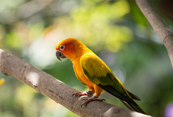 Aratinga solstitialis on banch tree.