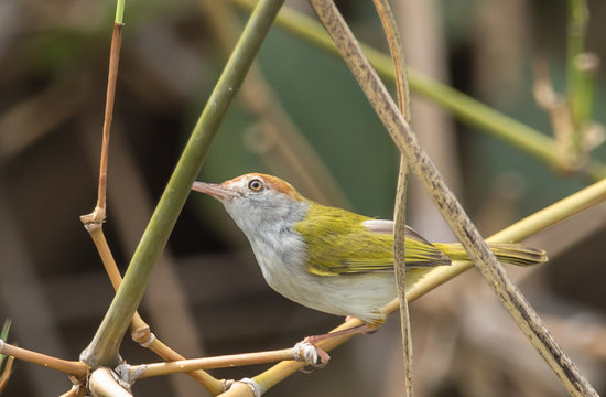 Common Tailorbird.( Orthotomus sutorius ) on banch bamboo.