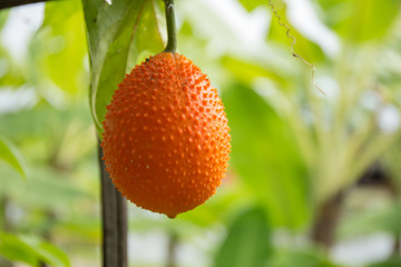 Momordica cochinchinensis in garden.