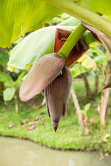 banana blossom on tree in garden.