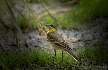  Eastern Yellow Wagtail (Motacilla flava) on green grass