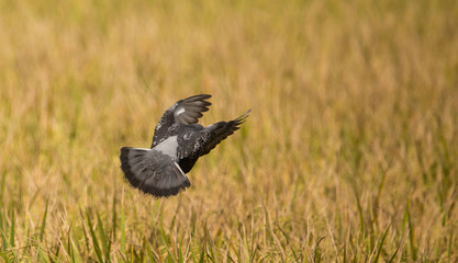 Pigeons fly over rice fields.