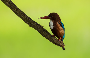 White-throated Kingfisher ( Halcyon smyrnensis ) on the branches of trees with green background.