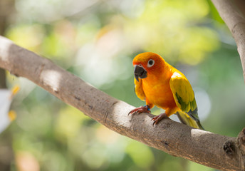 Aratinga solstitialis on banch tree.