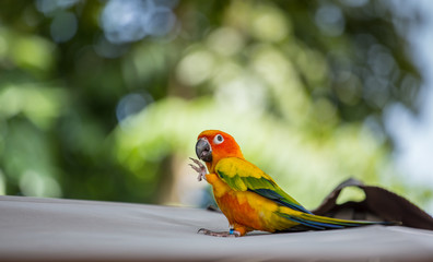 Aratinga solstitialis  (conure) with green background.