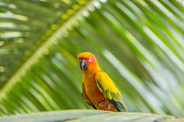 Aratinga solstitialis on banch tree.