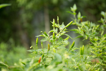 Thai Chilli in garden.