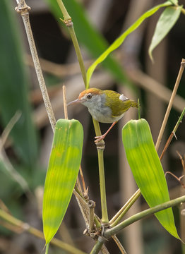 Common Tailorbird.( Orthotomus sutorius ) on banch bamboo.