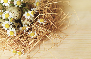 Obraz premium Quail eggs and daisy flowers in a nest of straw