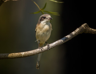 Burmese Shrike ( Lanius collurioides ) on the branches of trees.