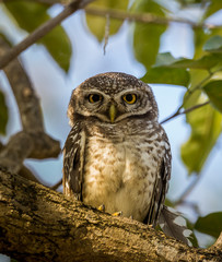 Spotted owlet (  Athene brama ) on the branches of trees in park.