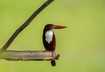 White-throated Kingfisher ( Halcyon smyrnensis ) on the branches of trees with green background.