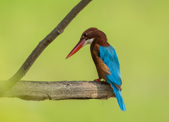 White-throated Kingfisher ( Halcyon smyrnensis ) on the branches of trees with green background.