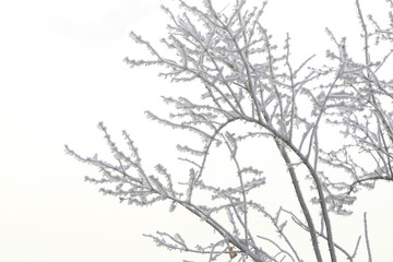The rime on the branches, in the park in the morning