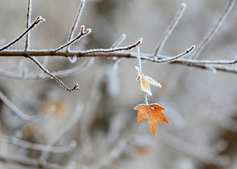 The rime on the branches, in the park in the morning