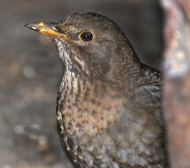 portrait of female Blackbird.