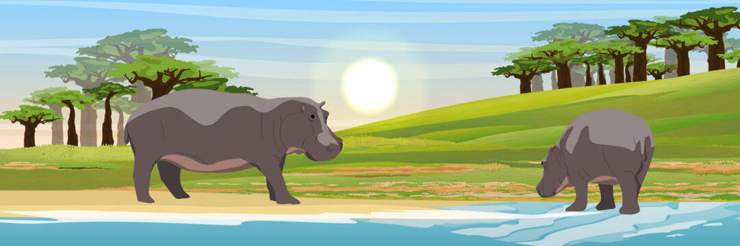 Two hippos in the savannah. Mother and cub. Baobabs and the lake. Wild animals of Africa. Realistic Vector Landscape