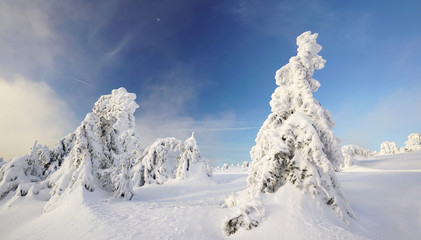verschneiter Winterwald