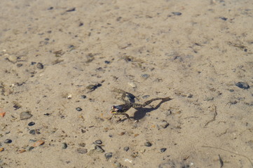crab in sand
