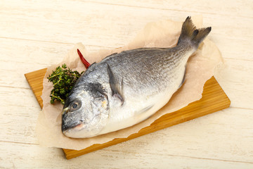 raw dorada fish