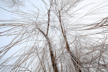 The rime on the branches, in the park in the morning