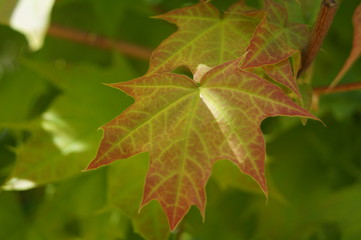 green maple leaf