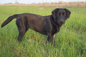 black dog on the grass