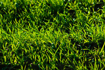 Obraz premium agricultural field