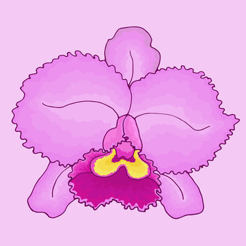 recommend clip art: Flower pink orchid Cattleya close-up on isolated light pink background. Vector illustration EPS 8.