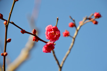 紅梅が開花し始めた風景