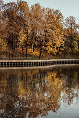 Reflection of autumnal golden trees in still water of pond  in park