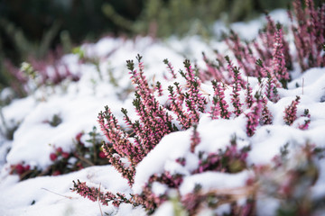pink heathers bloom under the snow