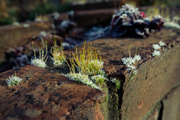 Moss with water droplets in brick wall