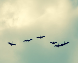 Group of Pelicans flying in the sky