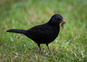 Blackbird with worms on lawn