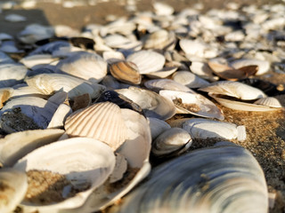 beautiful seashells on the seashore