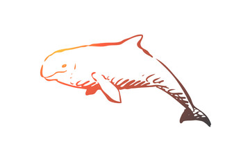 Beluga, sea, water, wildlife, hausen concept. Hand drawn isolated vector.