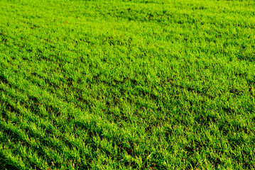 agricultural field