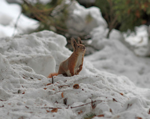 squirrel in a snowy park