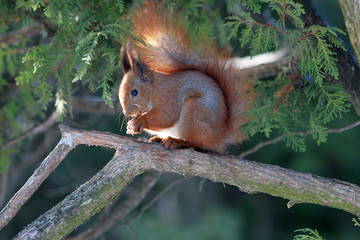 squirrel gnaws a nutlet