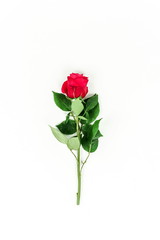Flowers background. One flower red rose on white background. Minimal floral background